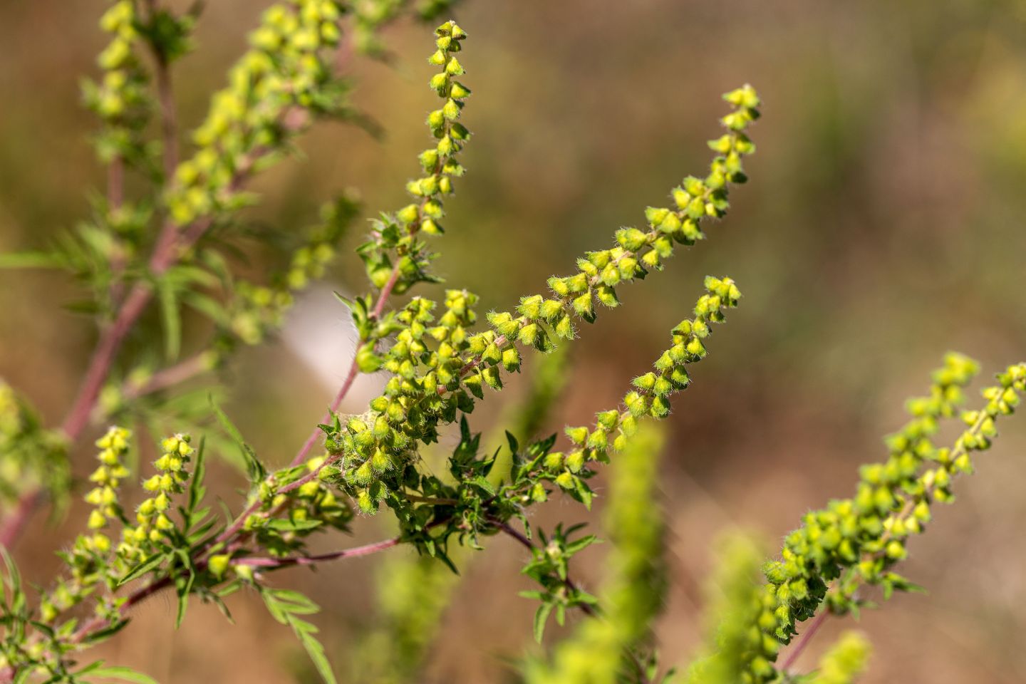 Ambrosia-Allergie – Tipps zur Linderung der Symptome und Prävention. Ambrosia-Allergie: Symptome und Behandlung der Pollenallergie.